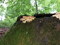 Herber Zwergknäueling - Blick von schräg unten. Der Herbe Zwergknäueling besitzt Lamellen und er ist gestielt.